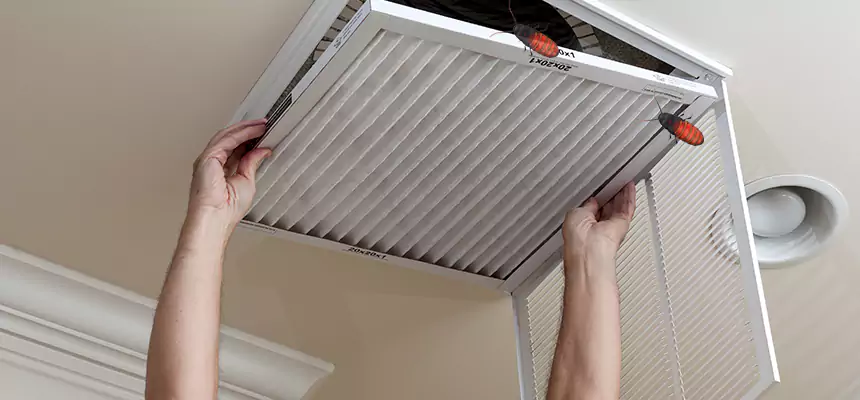 Our Insect Removal from Air Ducts Services in Inglewood-Finn Hill, WA